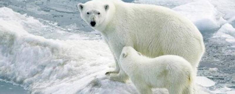 北极有哪些珍稀动物 北极有哪些珍稀动物,除了北极熊