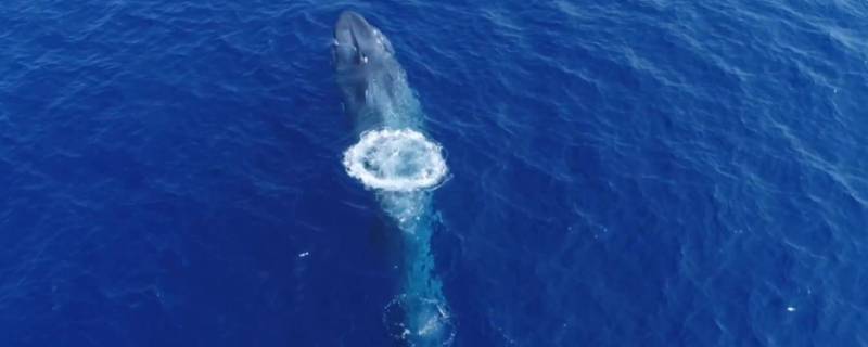 蓝鲸长什么样 超级大的蓝鲸长什么样