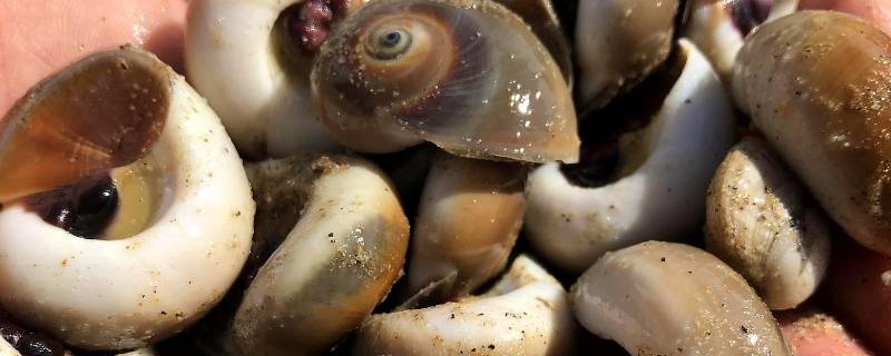 猫眼螺煮多久 海螺和猫眼螺煮多久