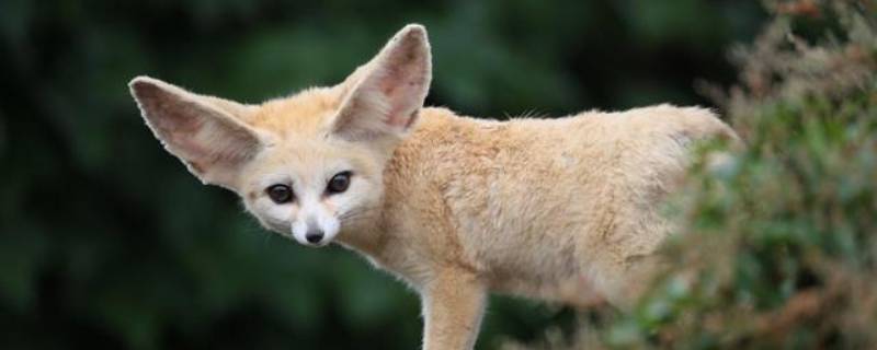 大耳狐耳朵的作用是什么 大耳朵狐耳朵的作用是什么