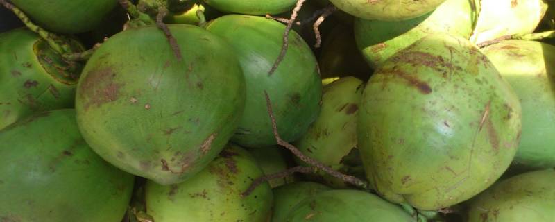 青椰子保存多久 青椰子常温下能保存多久
