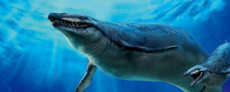 龙王鲸的特点 龙王鲸的种类