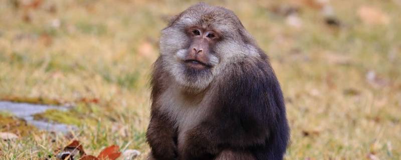藏酋猴的特点（藏酋猴与藏猕猴）