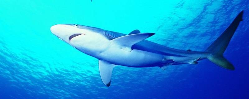 鲨鱼的习性和特点（鲨鱼的特征和特点）