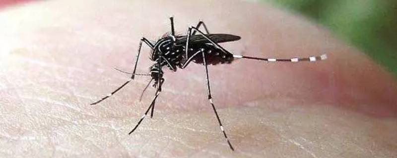 吸引蚊子的原因 吸引蚊子的原因是人甜