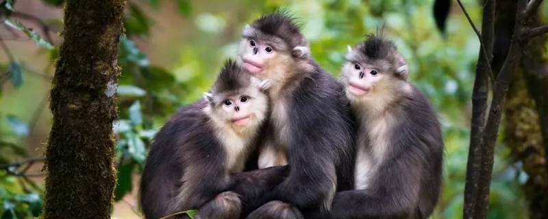 滇金丝猴的特点 云南滇金丝猴的外貌特征
