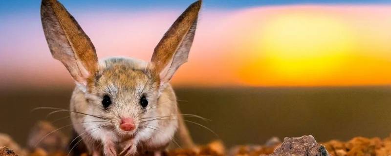 长耳跳鼠的特点 长耳跳鼠是什么