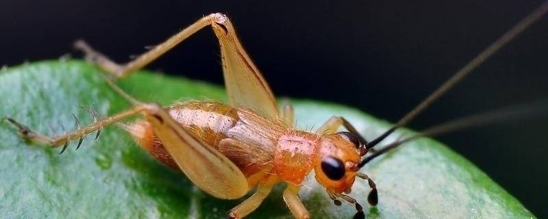 昆虫对人类有益的方面有哪些 有益于人类的昆虫