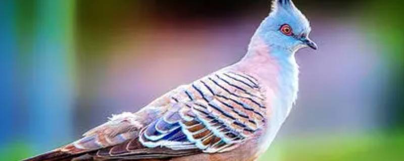 彩色的鸟主要内容 彩色的鸟主要内容20字