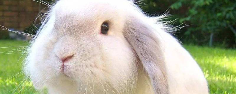 安哥拉兔的特点 安哥拉兔的缺点