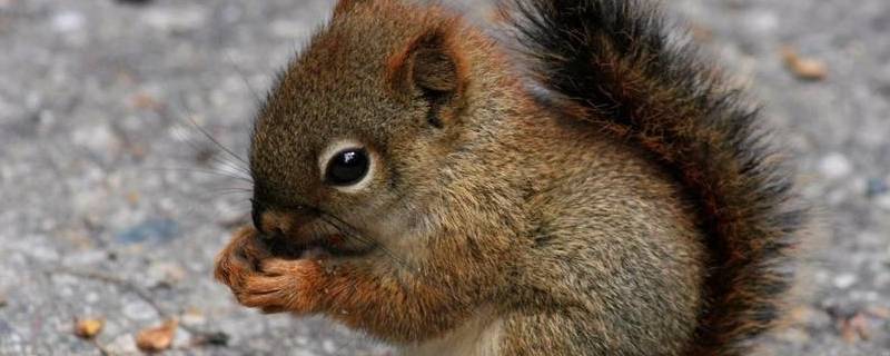小松鼠啃树皮的真正原因是什么 小松鼠啃树皮的真正原因是什么一年级