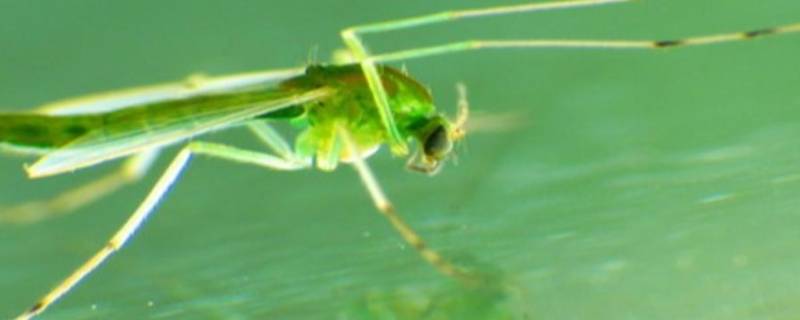 为什么家里会出现绿色的蚊子 为什么家里有绿色的蚊子