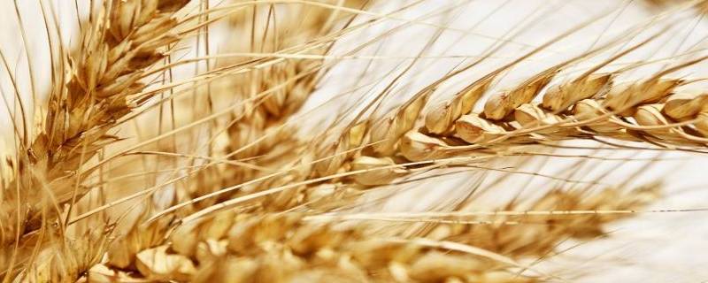 小麦起源（小麦起源于哪里）