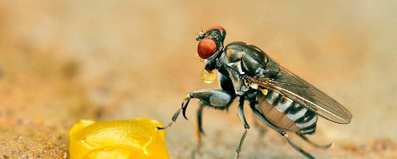 螳水蝇的特点 绿蝇的特点和生活特征昆虫记