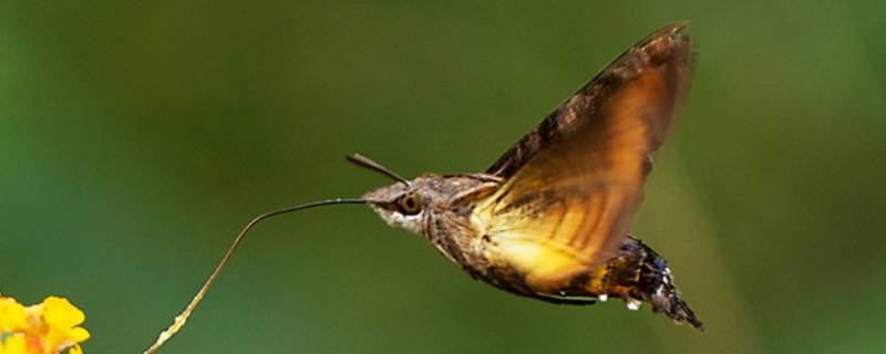 蜂鸟鹰蛾的特点 蜂鸟鹰蛾的特性