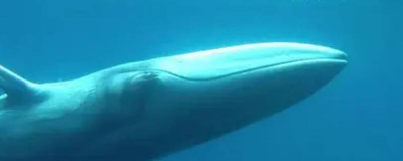 角岛鲸的特点 世界上有没有角岛鲸
