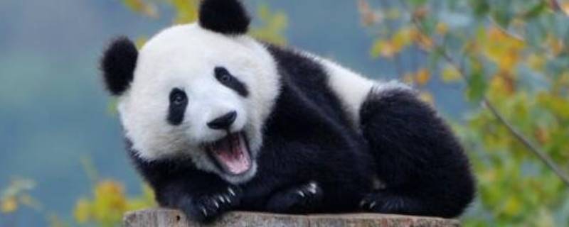 大熊猫吃哪几种竹子（大熊猫吃什么样的竹子）
