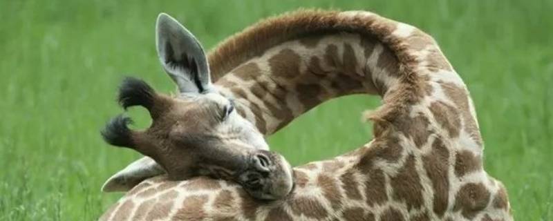 长颈鹿是怎么睡觉的（长颈鹿是怎样睡觉的呢?）