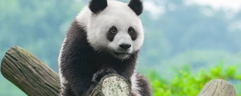 一只成年大熊猫有多重（一只大熊猫大约多重）