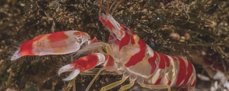 粉红珊瑚鳌虾的特点（红色鳌虾和蓝色鳌虾）