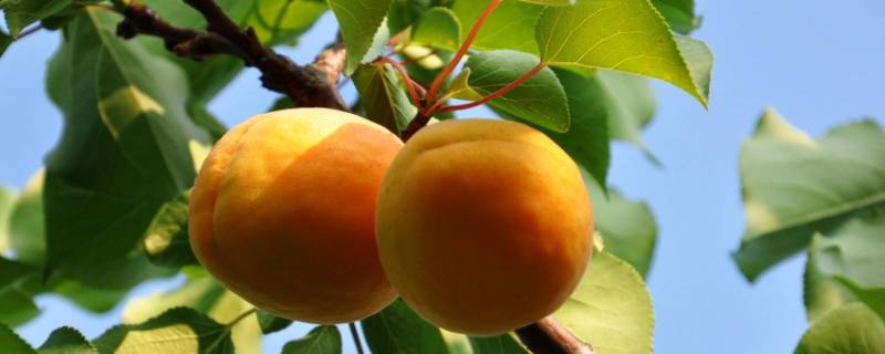 杏怎么保存 杏怎么保存的时间长怎么做好吃