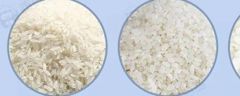 籼米和粳米有什么区别（籼米和粳米有什么区别 中医）