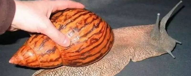 蜗牛壳是怎么形成的（蜗牛壳的结构）