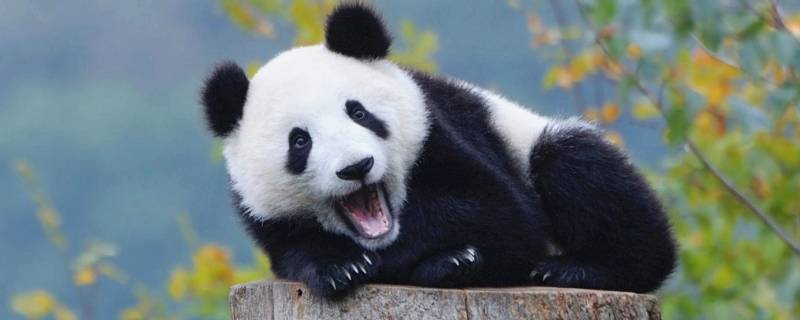 大熊猫有几个品种 大熊猫的品种名称