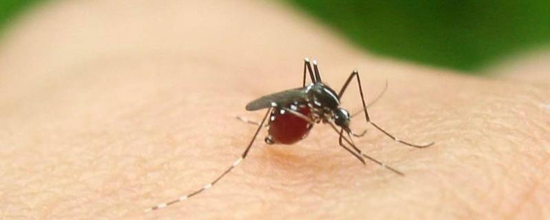 为什么夏天有蚊子 为什么夏天有蚊子和苍蝇