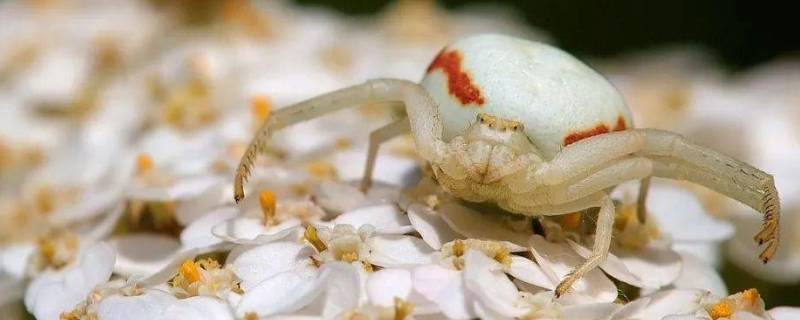 秋麒麟蟹蛛的特点 蟹蛛的品质