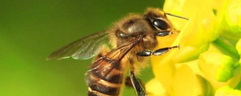 蜜蜂为什么会辨认方向的原因 蜜蜂会不会辨别方向