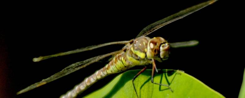 蜻蜓是人类的什么 蜻蜓是人类的什么用什么捕食害虫