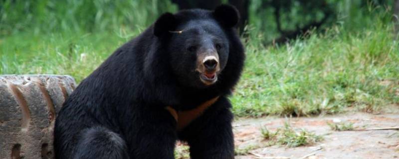 黑熊的特点 黑熊的特点和本领