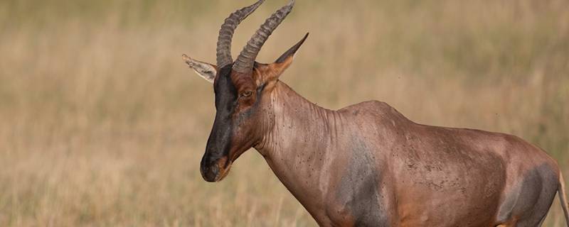 南非白纹牛羚的特点（南非黑斑羚羊）