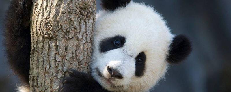 大熊猫的外形特点是什么 大熊猫的外形特点是什么样的