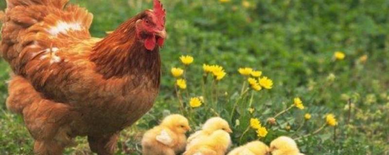 母鸡变成公鸡是什么现象 母鸡变成公鸡是什么现象生物知识讲解