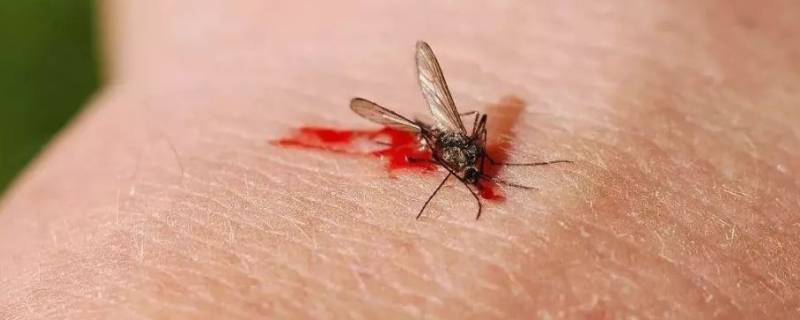 蚊子的特点 蚊子的特点和生活特征图片