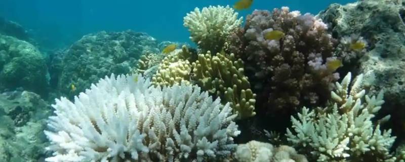 珊瑚的特点 绣球魔幻珊瑚的特点