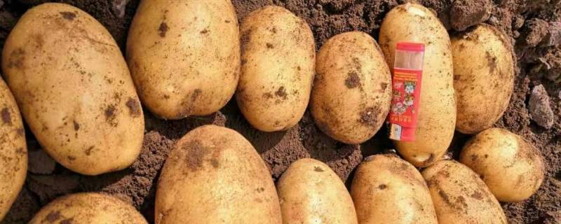 新土豆如何保存方法 新土豆如何保存方法不变绿