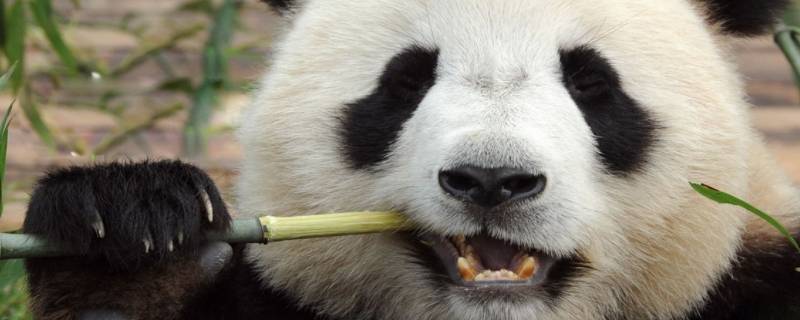 大熊猫的名称是什么（大熊猫的名称是什么?）
