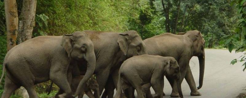 亚洲象的特点 亚洲象的特点是什么