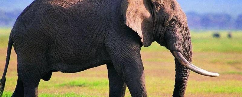 大象的牙齿有什么用处 大象的牙齿是干什么用的