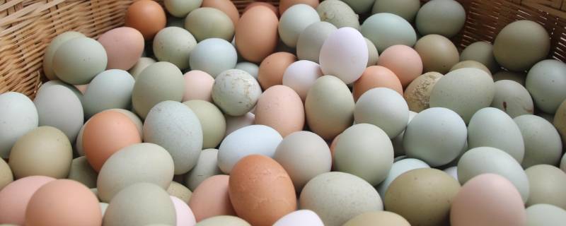 绿鸡蛋和普通鸡蛋的区别（绿鸡蛋和黄鸡蛋区别）