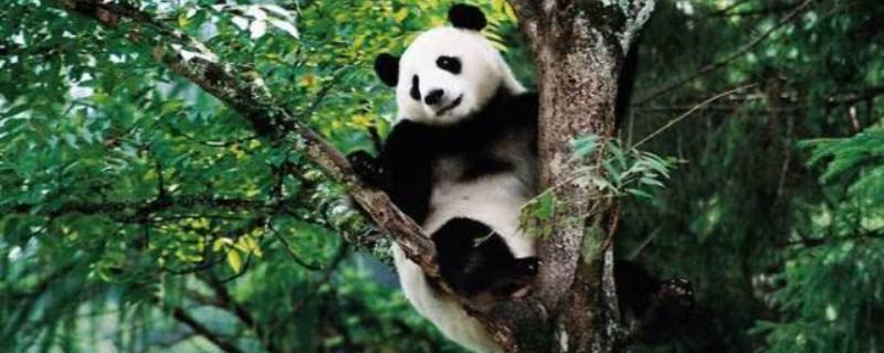 大熊猫一般吃什么 大熊猫一般吃什么竹子