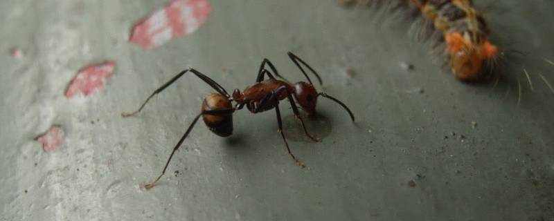 弓背蚁的特点 弓背蚁特征