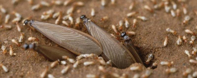 家里有会飞的蚂蚁是怎么回事 家里有会飞的蚂蚁咬人怎么办