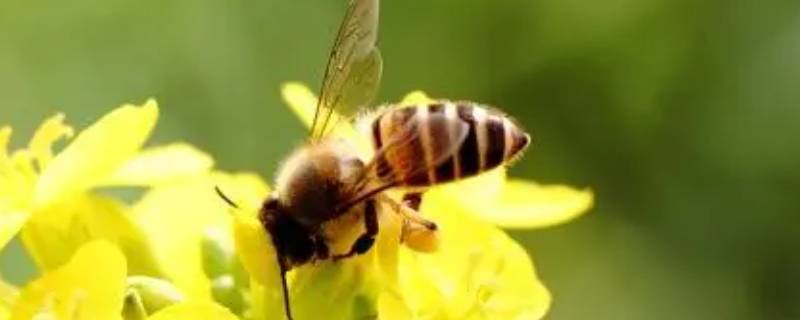 蜜蜂最怕什么味道会跑 野蜜蜂最怕什么气味
