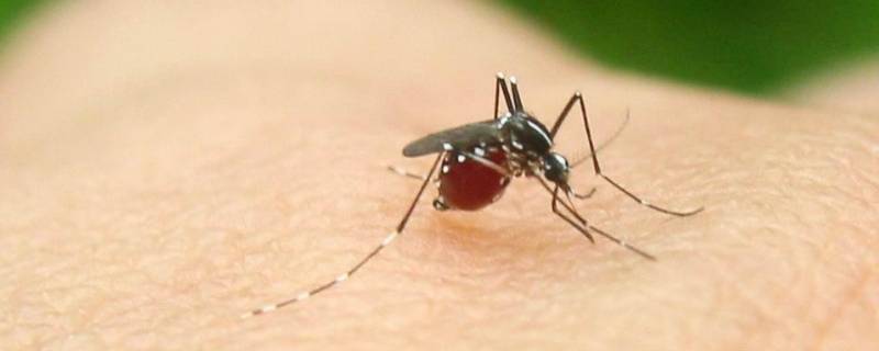 农村蚊子多怎么可以驱蚊方法 农村灭蚊子最有效的方法家用