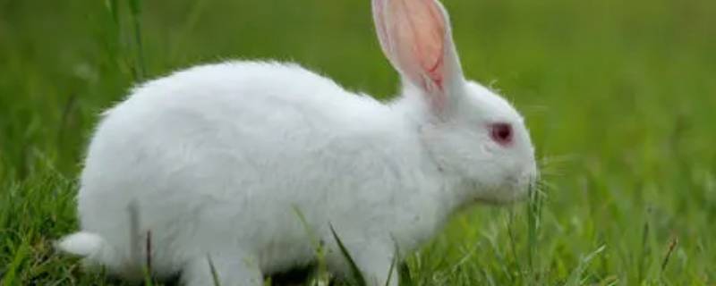 白兔的特点（关于小白兔的特点）