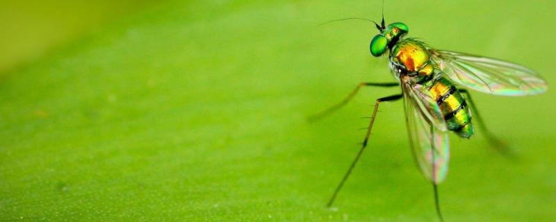 为什么家里会出现绿色的苍蝇 家里为什么会有绿色的苍蝇